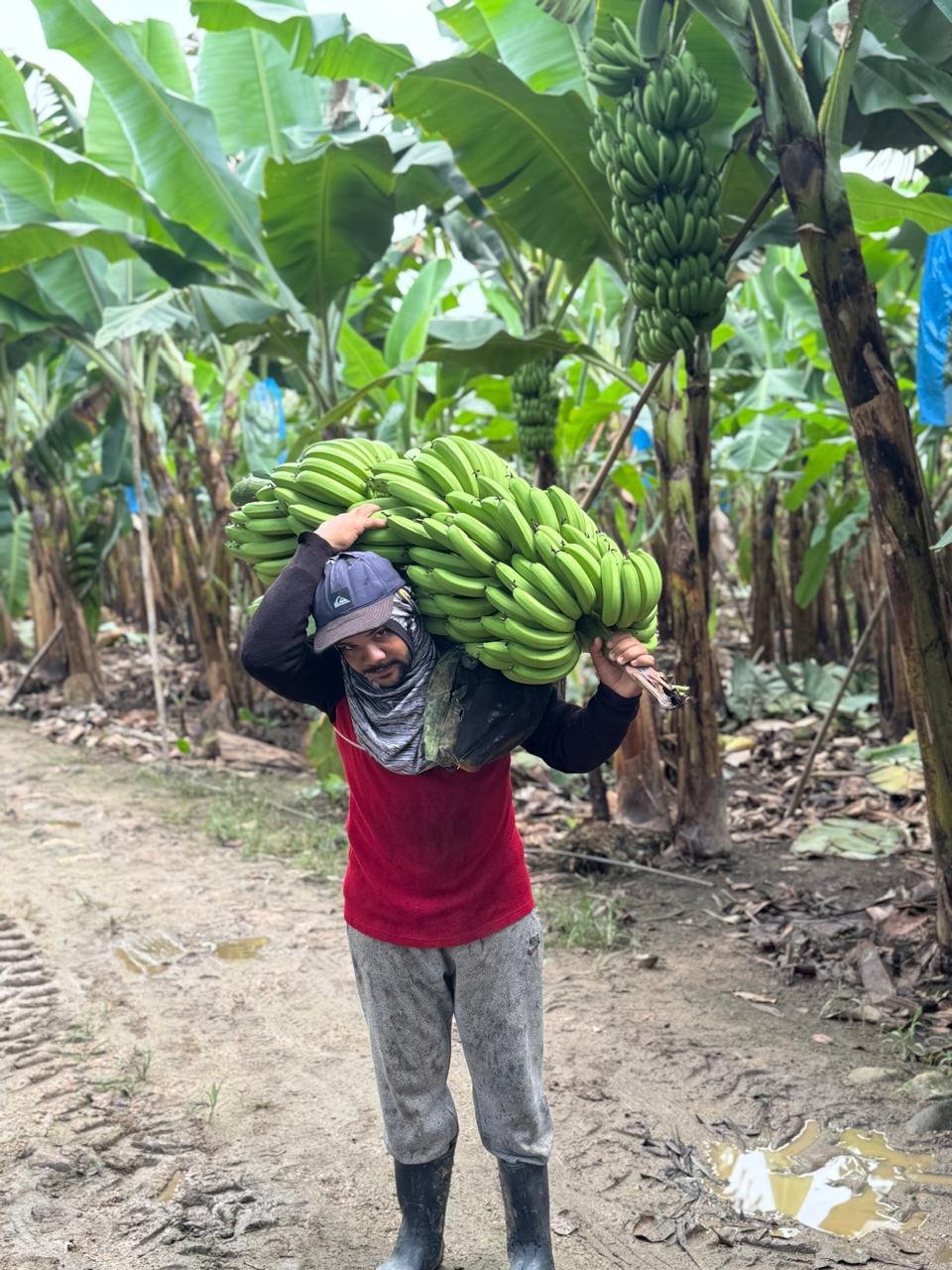 Produção de banana da agricultura familiar