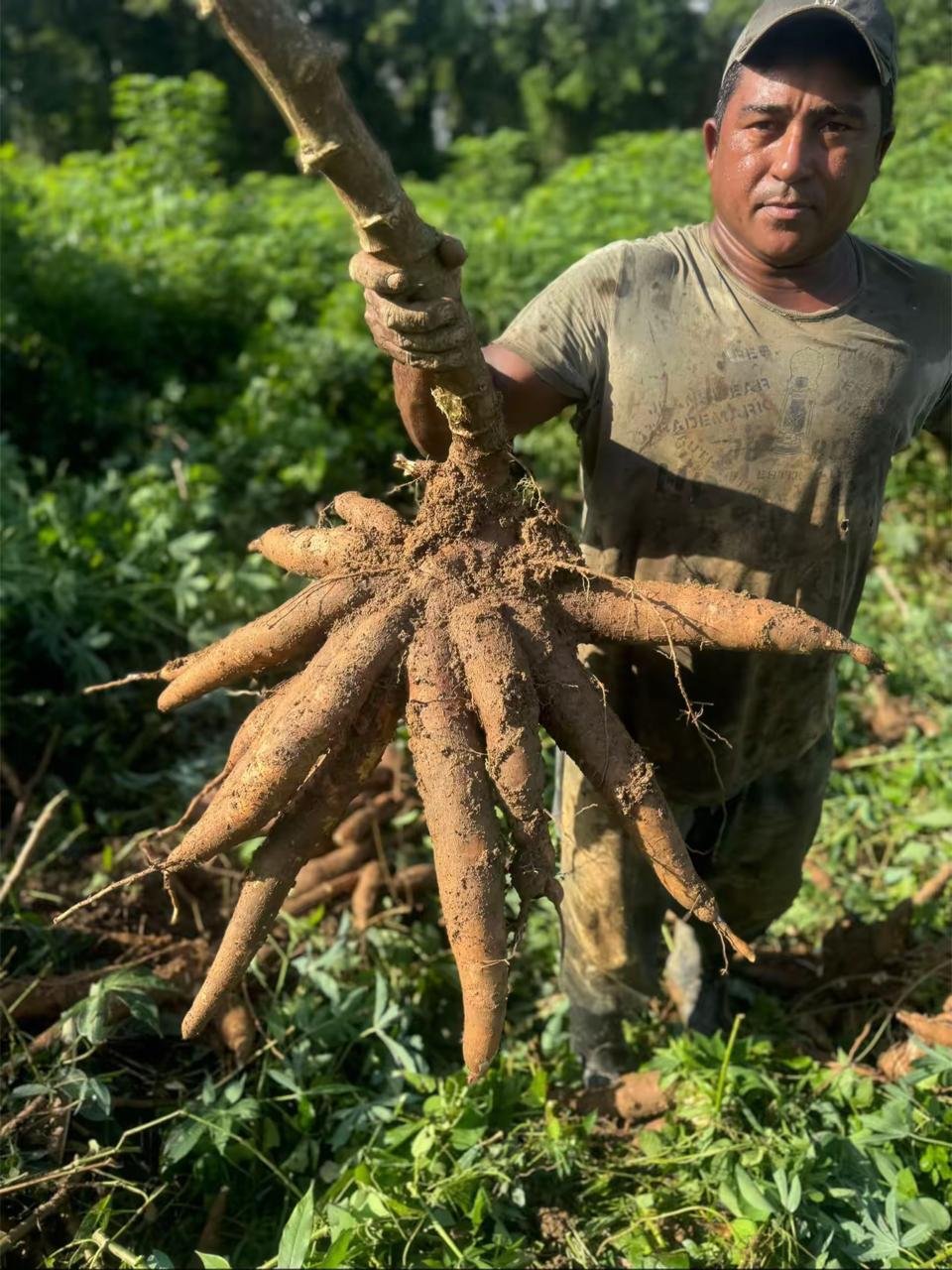 Produção de mandioca