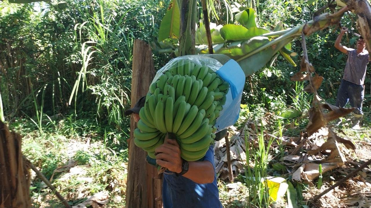 Produção de banana no Vale do Ribeira