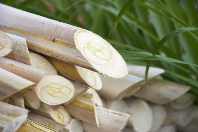 Produção de palmito pupunha